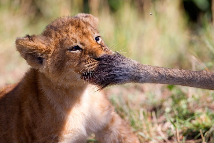 Lion cub playing with a tail