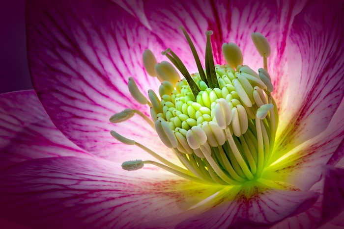 Macro closeup of a pink Hellebore flower