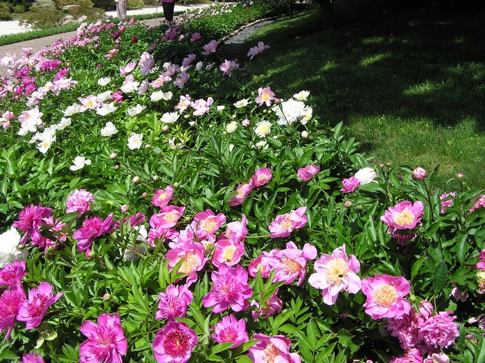 A garden bed filled with pink and white peonies