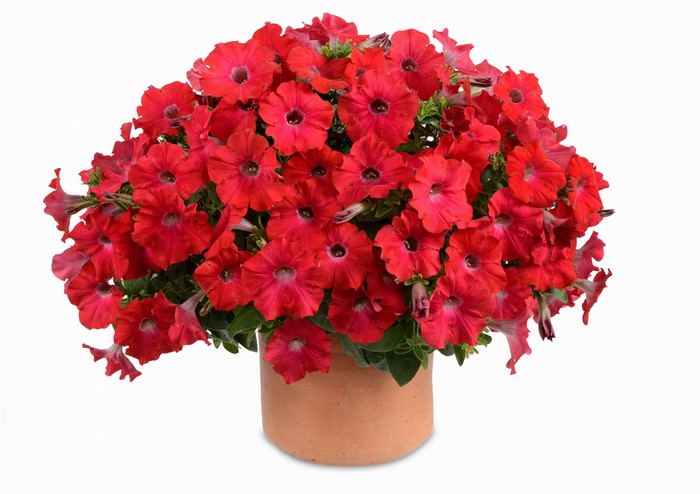 Red Petunias in a Terracotta Pot