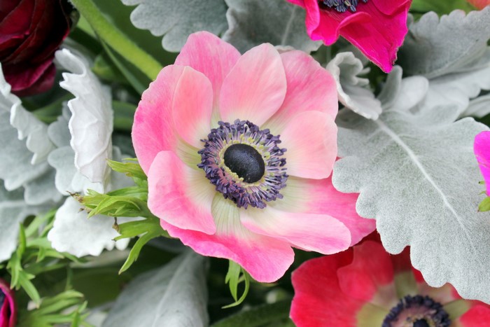Pink and red anemone flowers with grey foliage