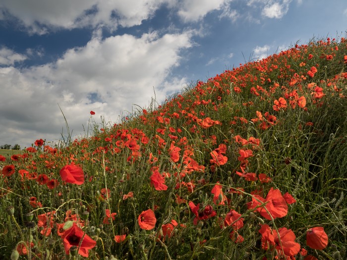 4K Vibrant Field of Red Poppies Under Cloudy Sky
