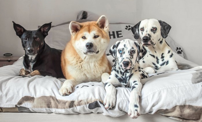 Four dogs on a bed