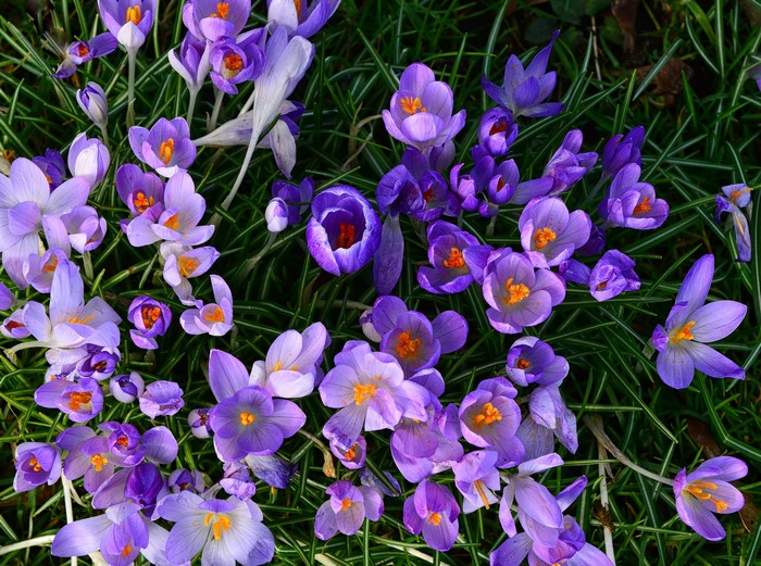 Purple and violet crocuses blooming in green grass