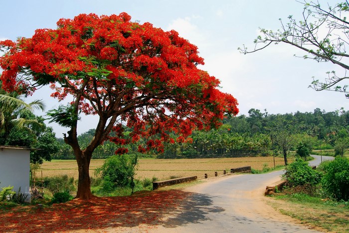 Roadside tree with red flowers and a rural road