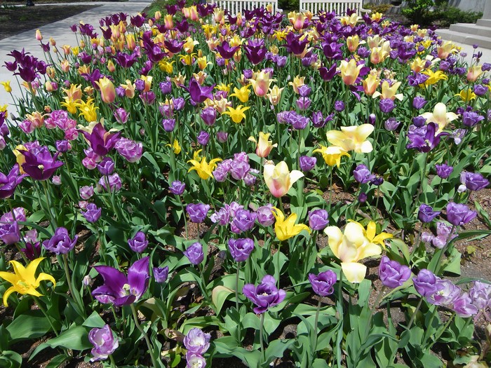 Tulips in a park