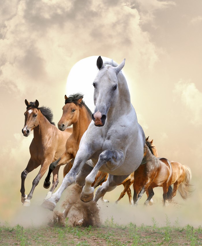 Galloping Horses in Dusty Field at Sunrise