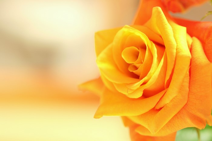 Close-up of a vibrant orange rose