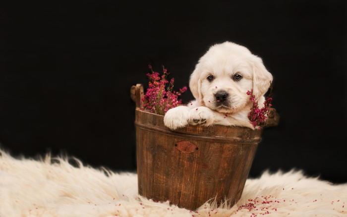 Golden Retriever Puppy in a Wooden Bucket