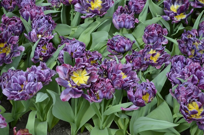 4K Purple Double Tulips Closeup