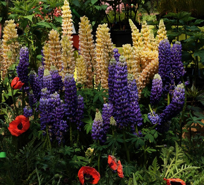 Lupins and Poppies in a Garden