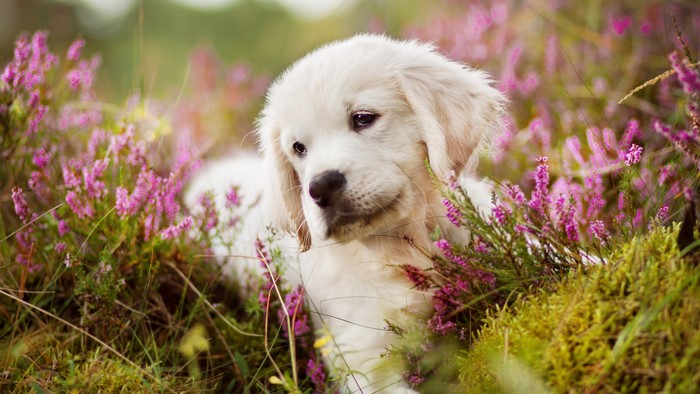 4K Golden Retriever Puppy in Blooming Grass
