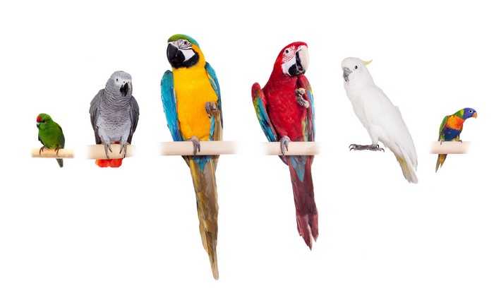 Colorful Parrots on White Background 4K