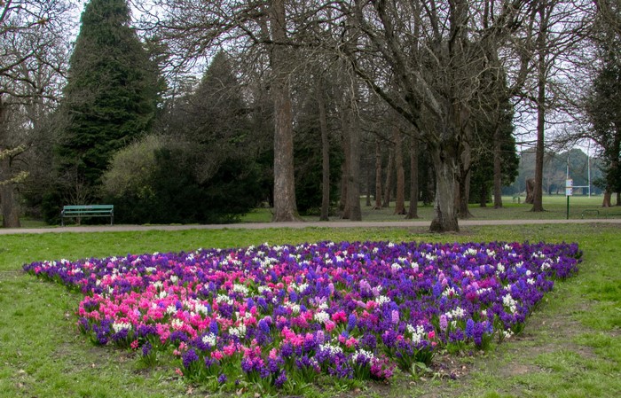 Flower bed of hyacinths in Bute Park, Cardiff, UK