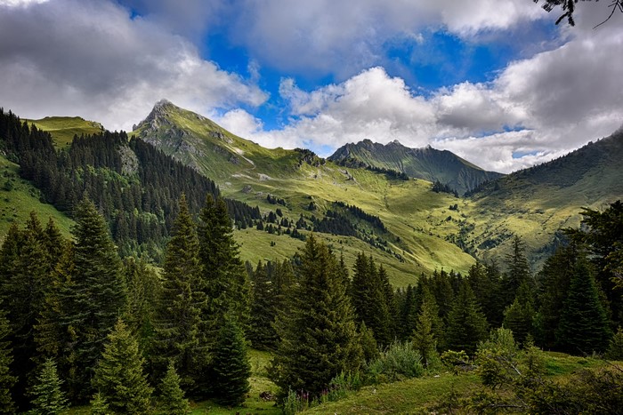 Mountain landscape with spruce forest in France