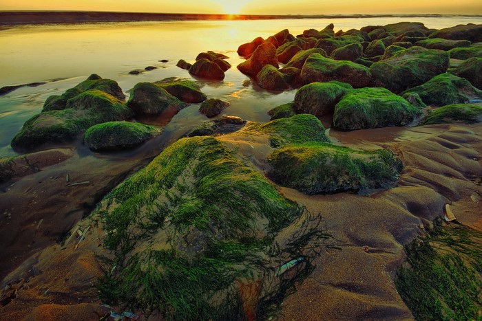 Mossy rocks on the coast of Katwijk, Netherlands at sunset