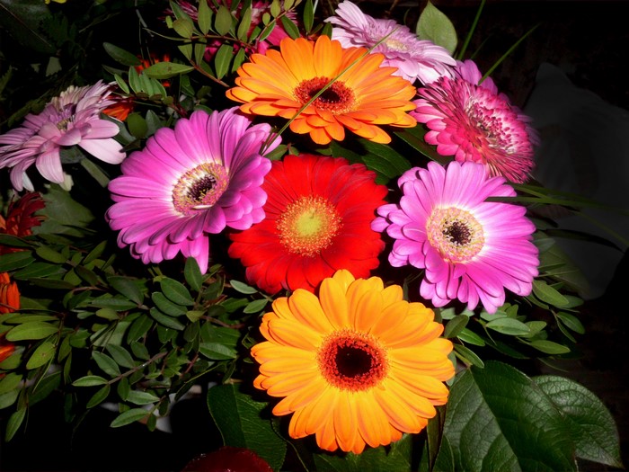 Gerbera daisies in a bouquet