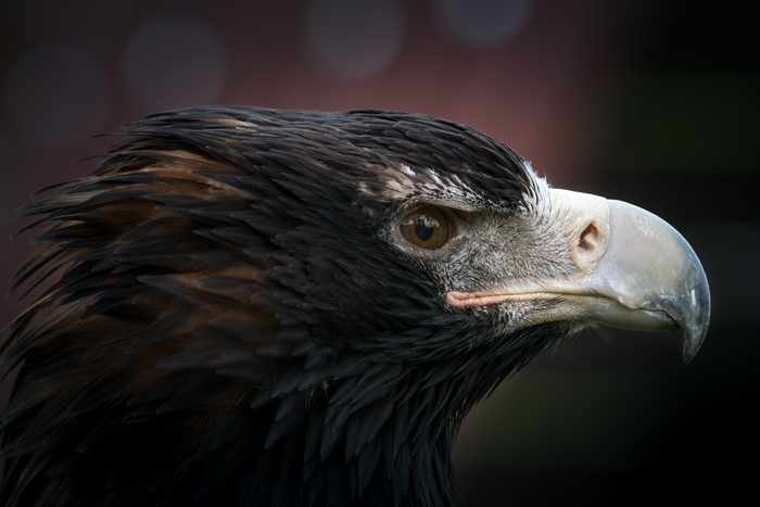 Eagle head closeup