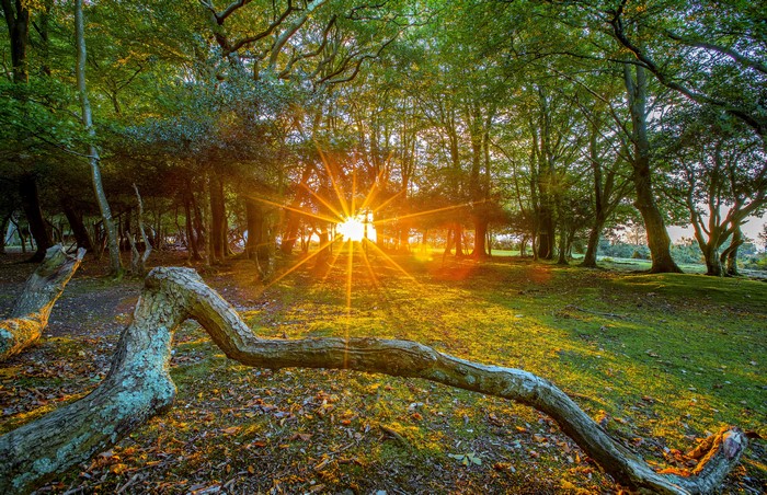 Sun Rays Through Trees in Fritham, England