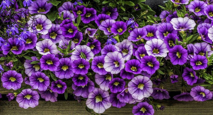Purple and white petunias in a planter