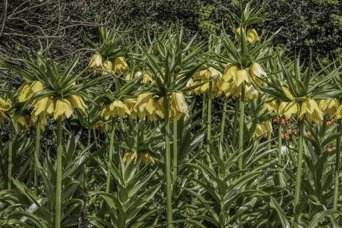 Yellow Fritillaria imperialis flowers in a garden