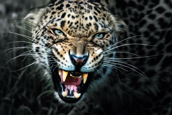 Leopard snarling with sharp fangs and whiskers