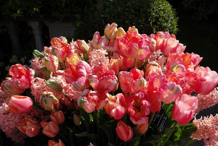 Pink Parrot Tulips and Hyacinths in a Garden