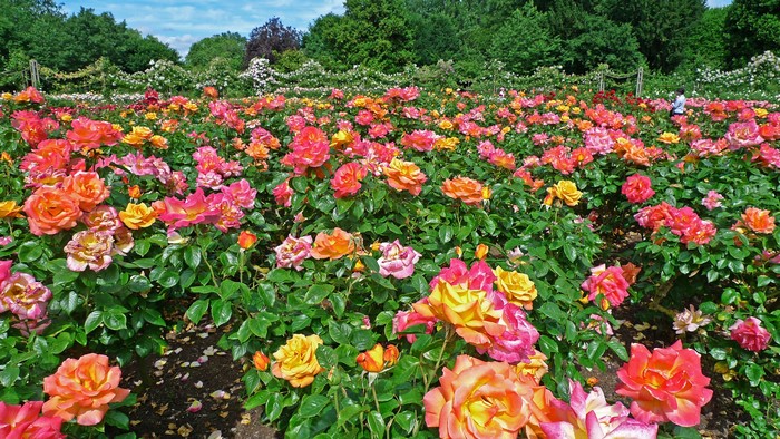 Rose Garden in Regents Park, London
