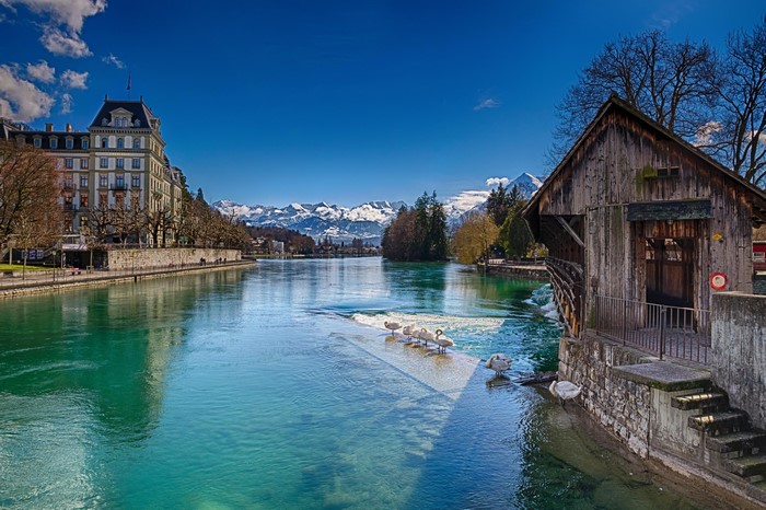 River with Swans and Mountains in Thun, Switzerland