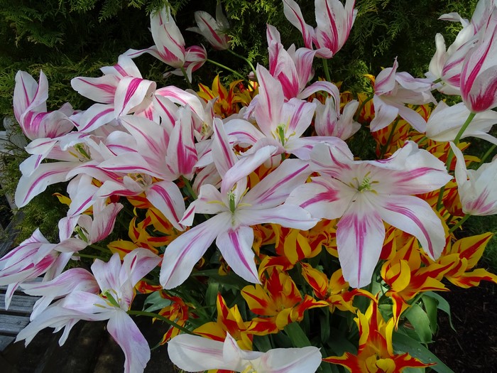 4K Tulips Closeup