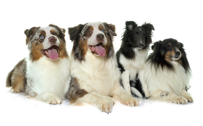 Four dogs on a white background