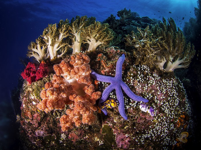 4K Underwater World with Corals and Starfish