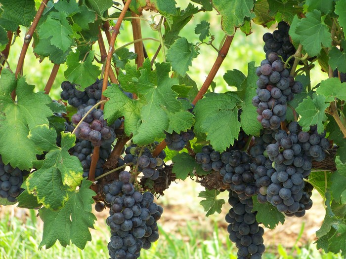 Bunches of dark grapes on a vine with green leaves