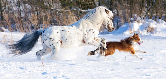 Appaloosa horse and dog running in snow