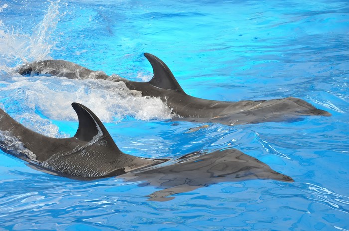 Two dolphins swimming in blue water