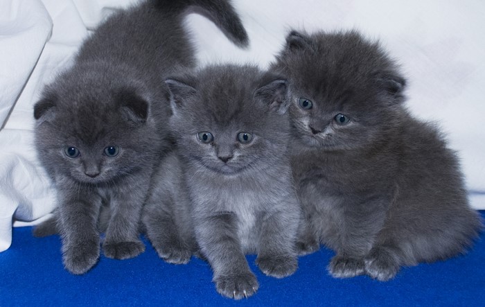 Three Grey Kittens on a Blue Surface