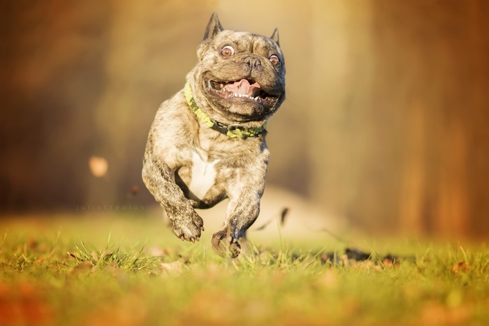 Funny French Bulldog Running in Grass
