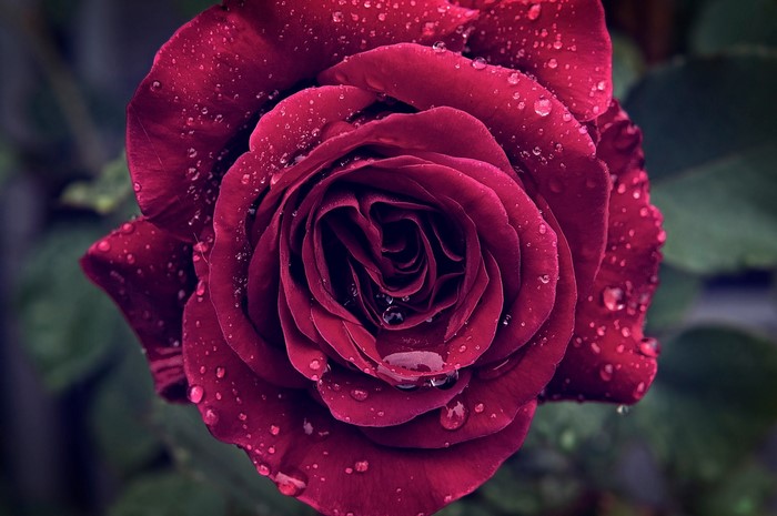 Closeup of Wine Color Rose with Water Drops