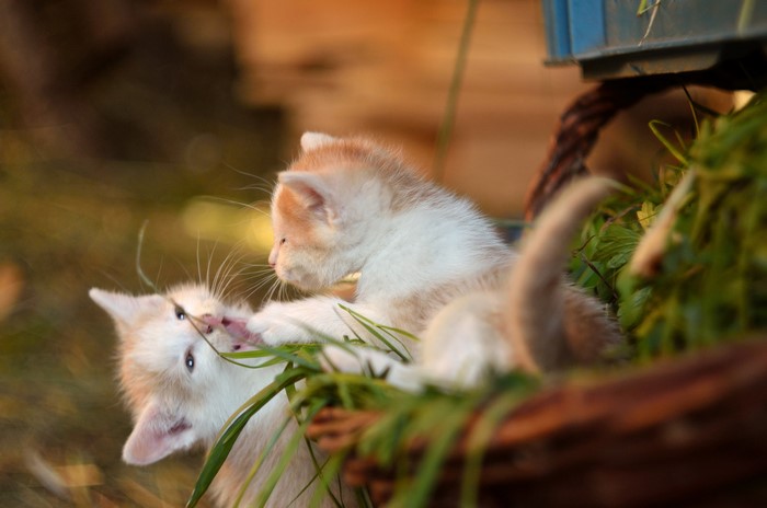 Two Kittens Playing in Grass