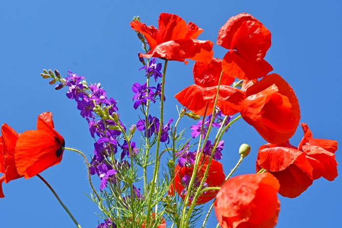 Red Poppies and Purple Flowers Against Blue Sky