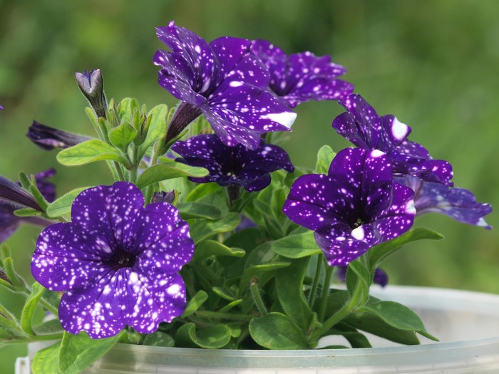 Purple petunias with white speckles