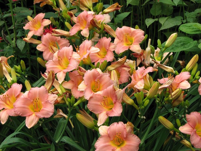 Close-up of pink daylilies with buds