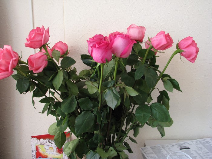 Bouquet of pink roses