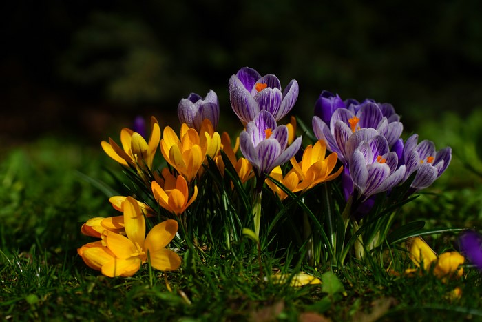 4K Crocuses Closeup