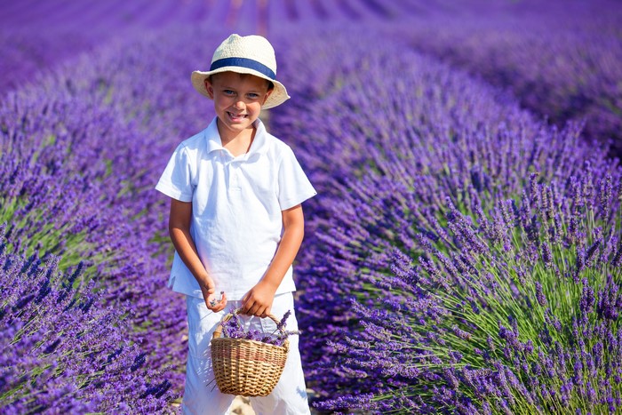 Boy in a Hat with Lavender Basket