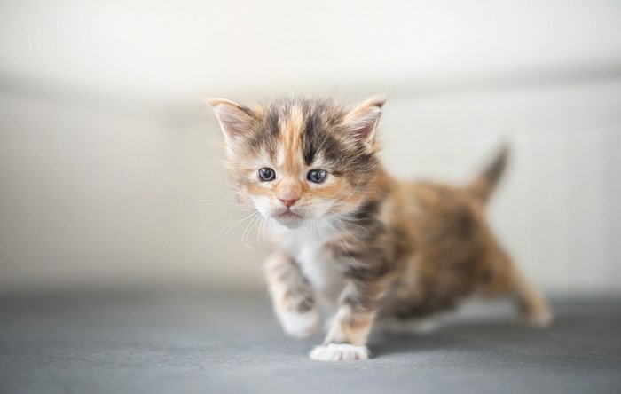 Calico Kitten Walking