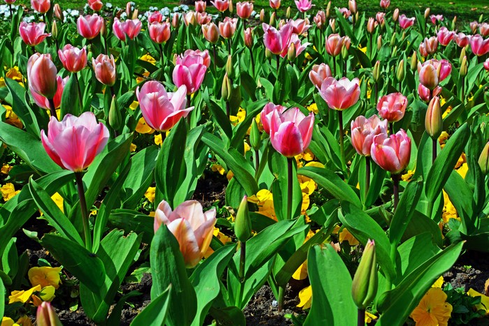 4K Tulips in a Garden