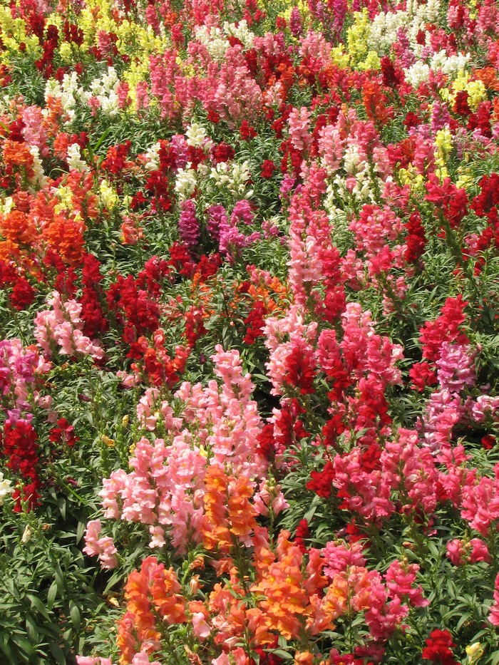 Field of colorful snapdragons