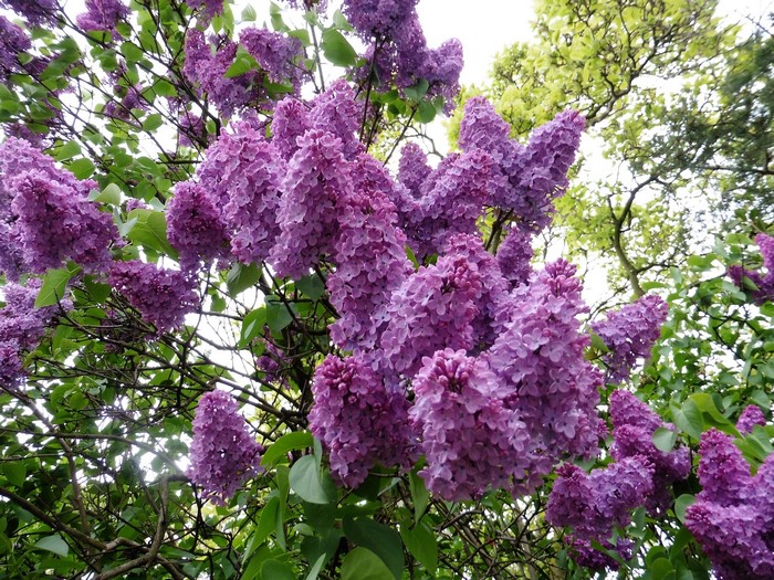 Purple Lilac Flowers on Branches