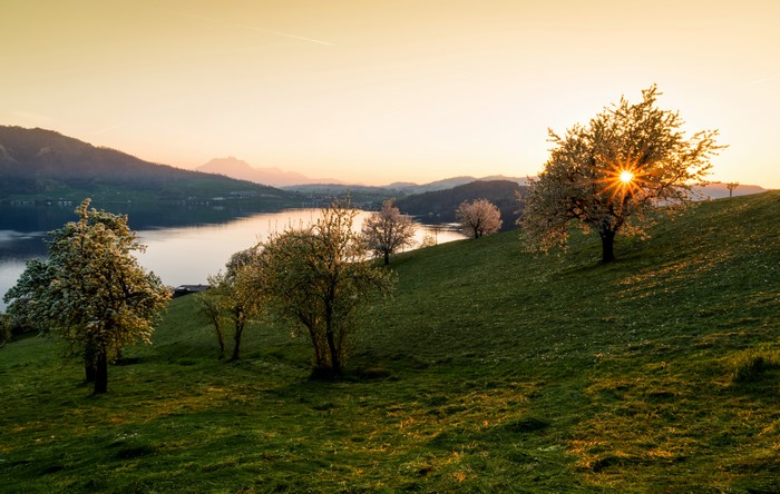 4K Walchwil Switzerland Sunrise Over Lake and Flowering Trees